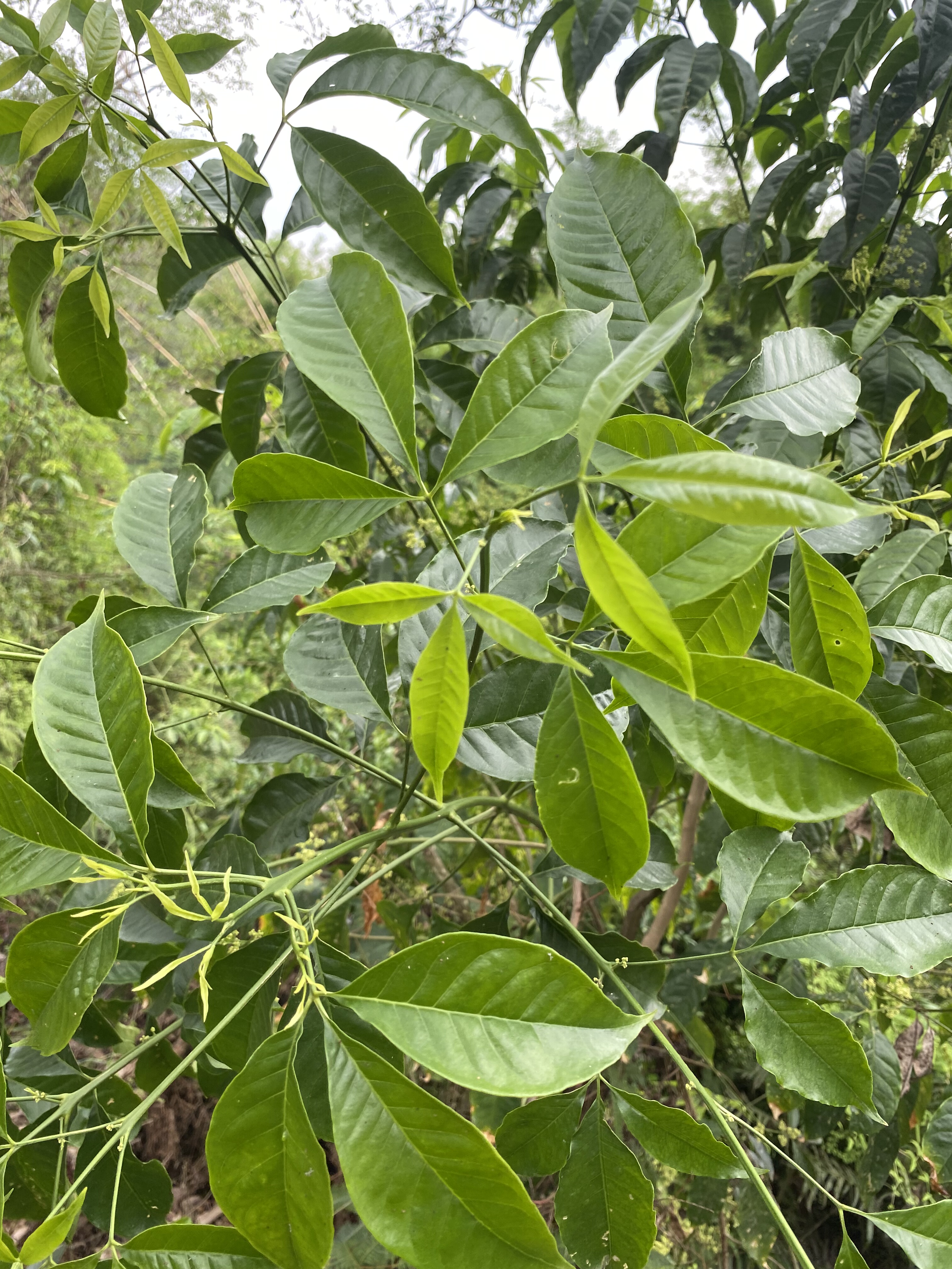 广东新鲜现采三叉苦叶 三叉苦 根 野生三桠苦粉深山三丫虎 三岔叶