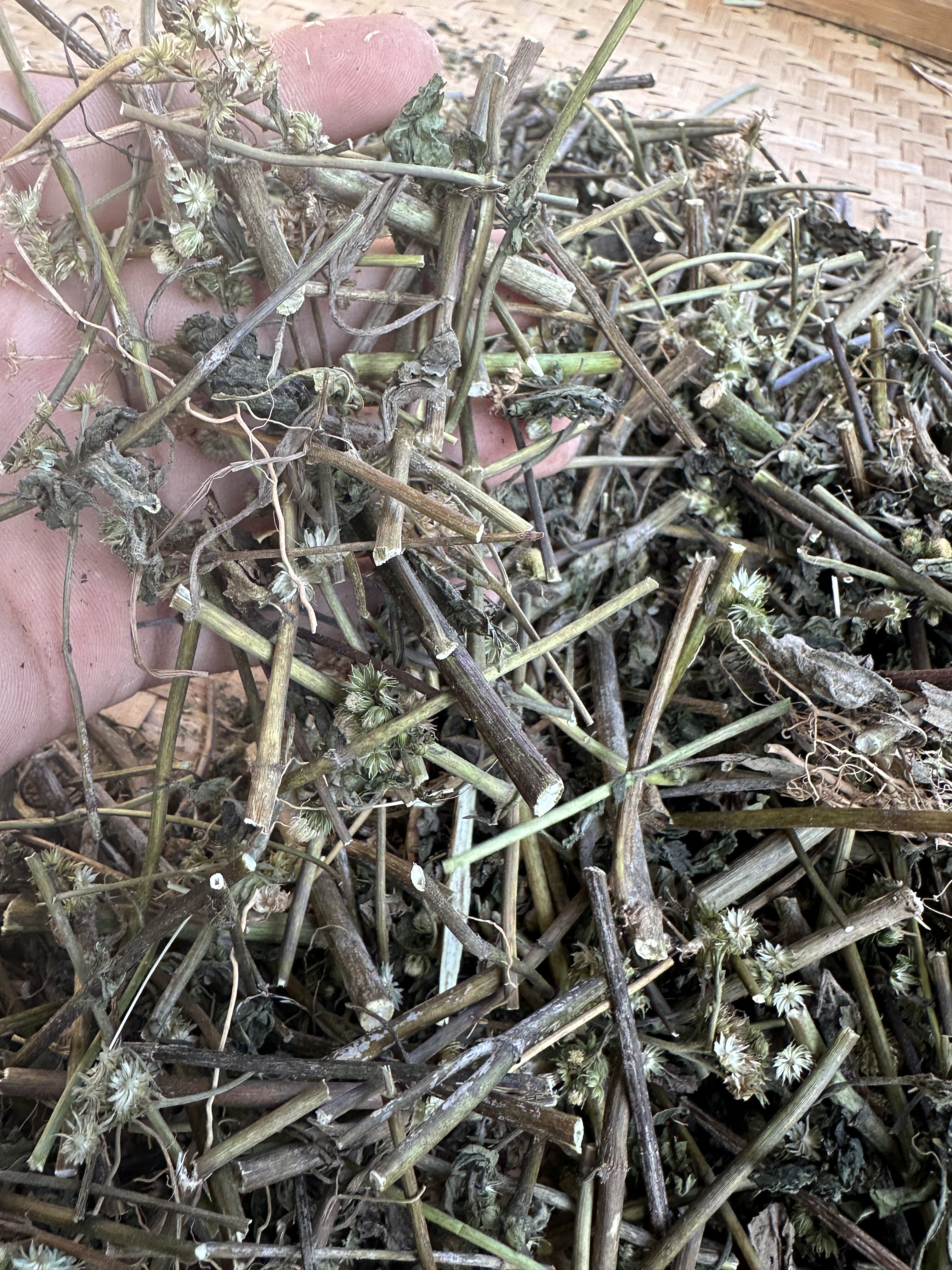 新鲜晒干野生白花臭草大叶白花香草霍香蓟胜红蓟草咸虾花广东茂名