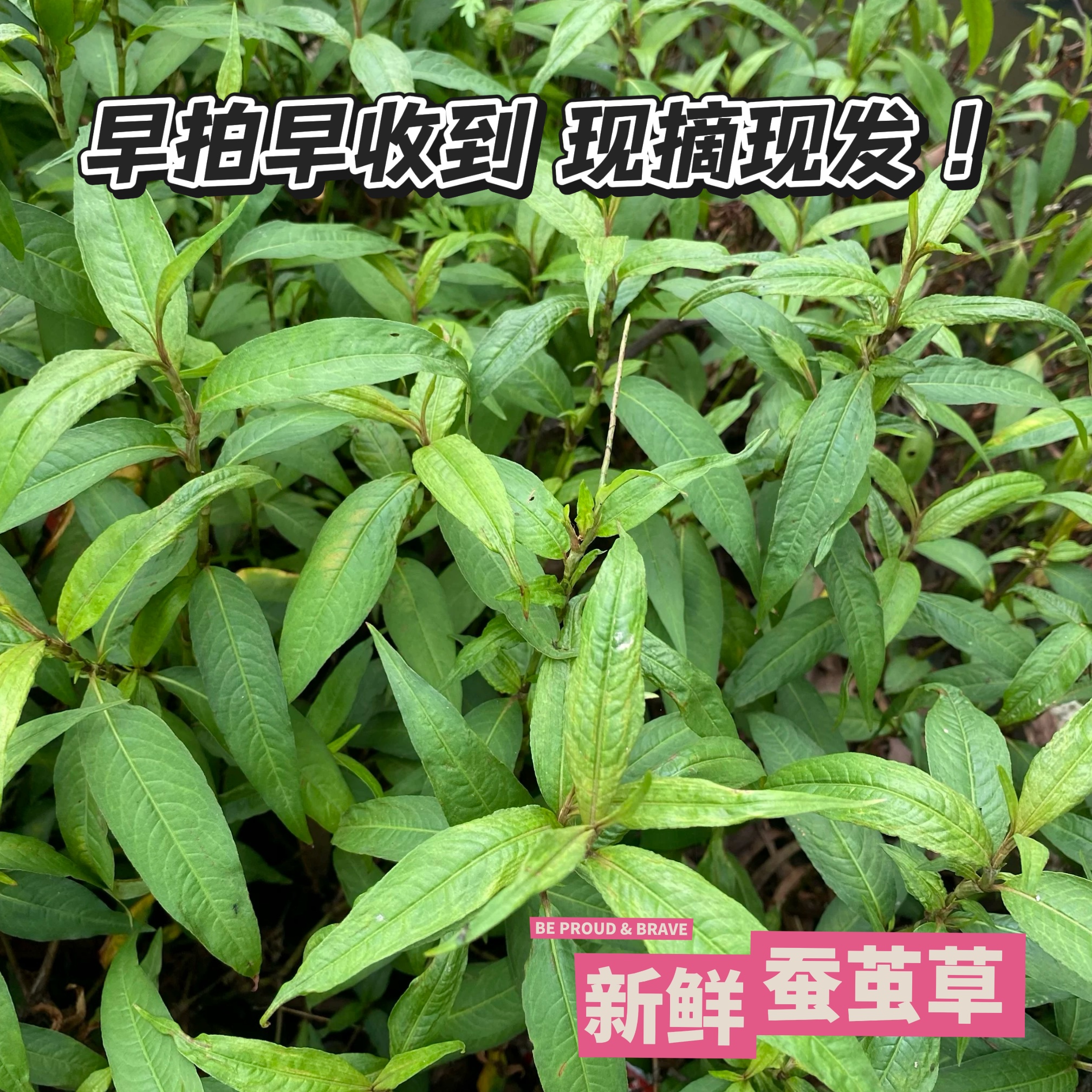 香菜鱼生草香柳苗香蓼辣蓼越南香料云南香料叻沙叶横县鱼生料包邮