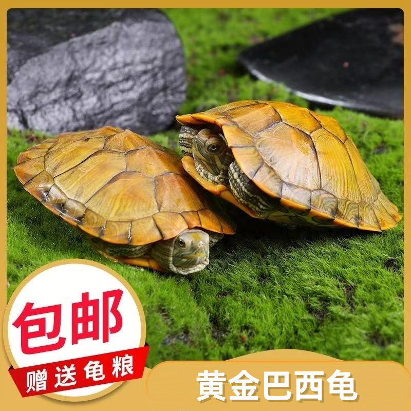 厂家直销巴西龟活体宠物小乌龟