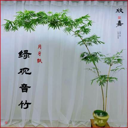 大型飘枝绿观音竹四季好养庭院室内茶室桌面水培空间造景绿植盆栽