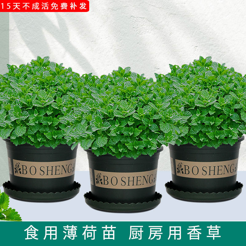 桌面薄荷盆栽柠檬薄荷水培植物办公室驱蚊绿植室内盆栽薄荷水培花