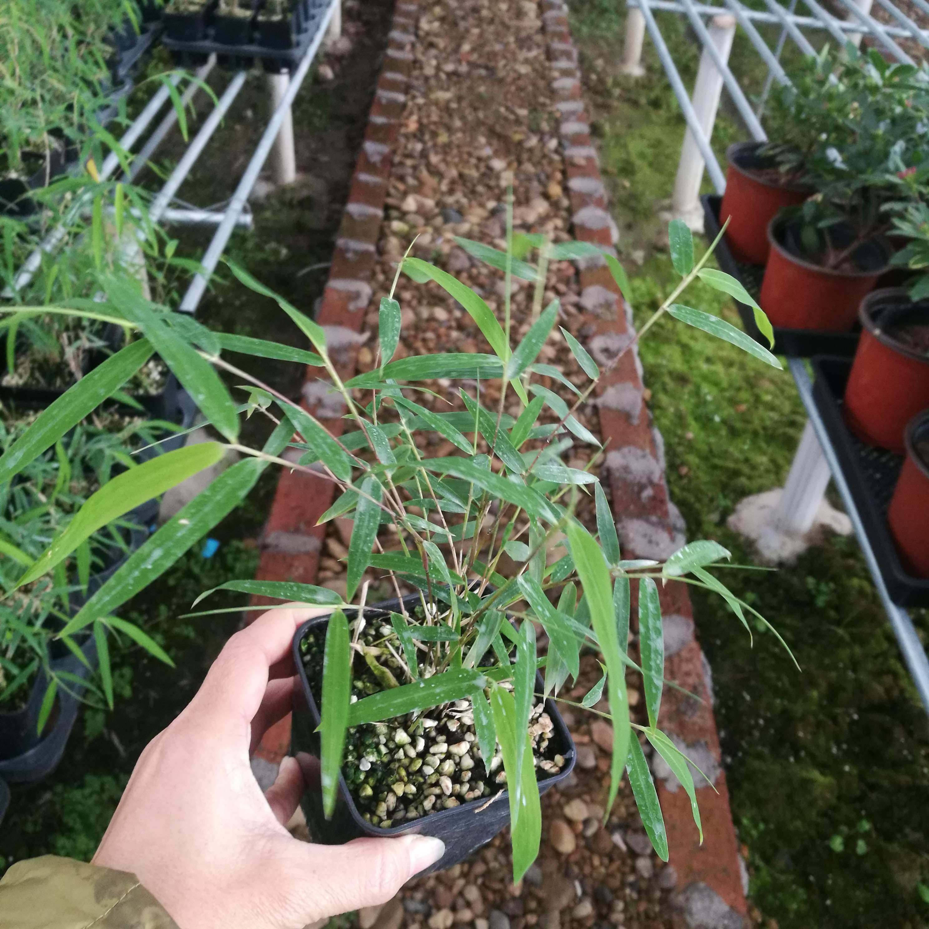 小玉山竹四季常绿植物四川油竹小型竹10杆左右