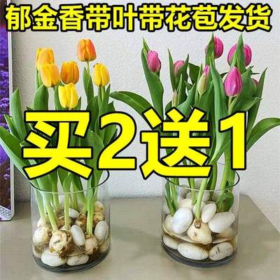 水培郁金香大种球花种子花卉盆栽绿植物室内百合鲜花好养活风信子