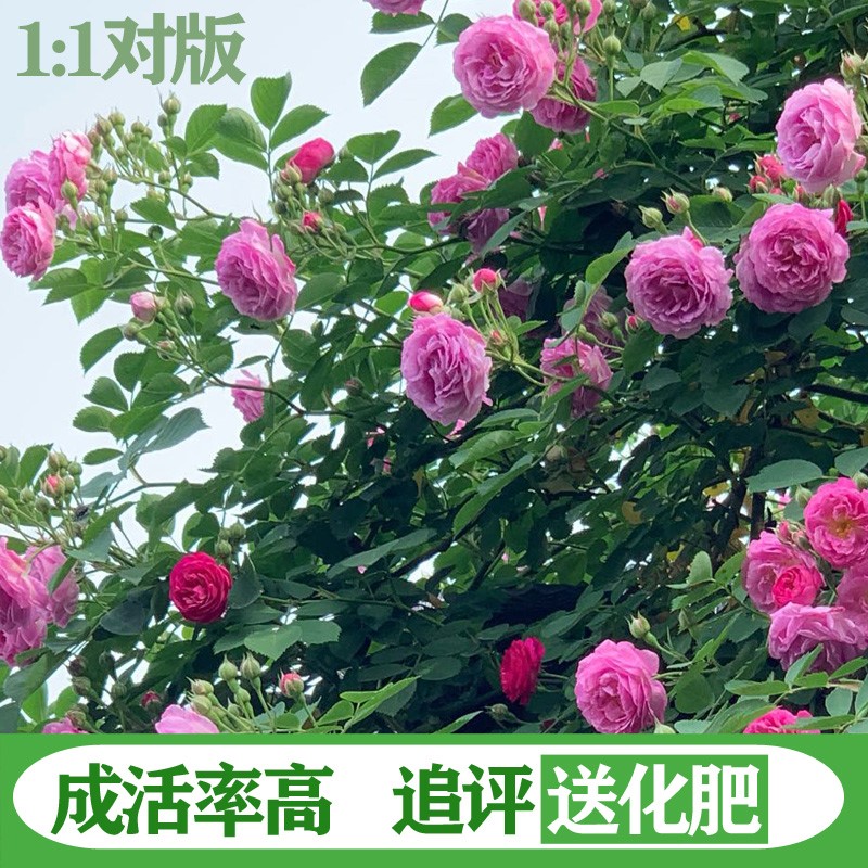 代表爱情的花盆栽大花浓香爬藤植物盆栽玫瑰庭院阳台爬墙四季开花