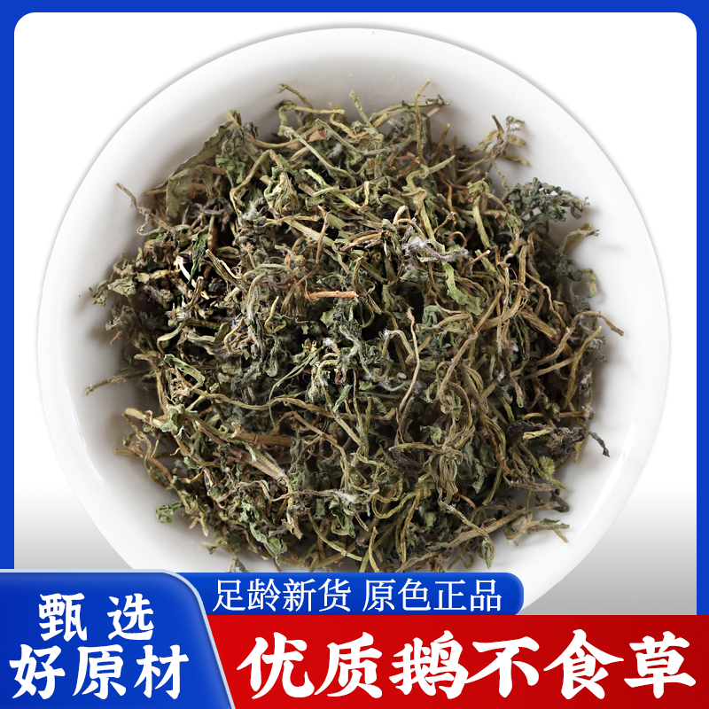 鹅不食草中药材正品泡茶喝的功效