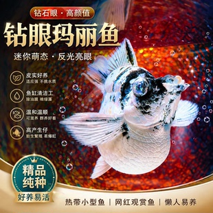 观赏鱼胎生玛丽红玛丽三色玛丽皮球鱼活体热带鱼红米奇黑月光包活