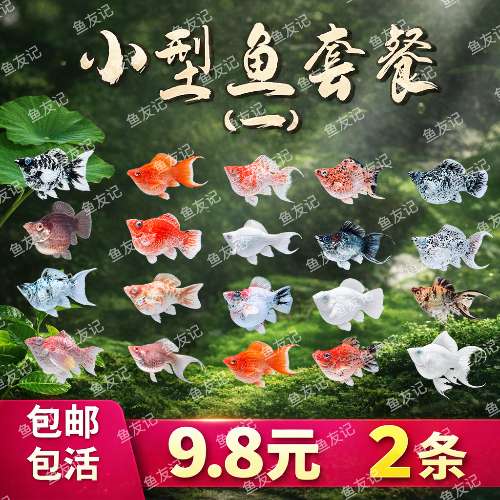 钻眼瓷白玛丽球鱼 精品纯种热带观赏鱼 生态鱼缸耐活好养玛丽鱼苗