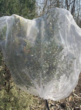果树防虫网罩樱桃杨梅蓝莓防鸟防果蝇防蚊袋透气透光带绳子抗老化