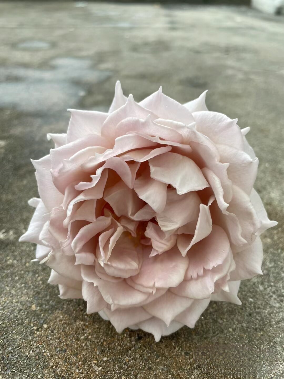 长袍娃娃/金色礼服藤本月季