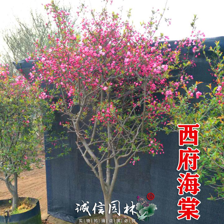 西府海棠树苗南北方庭院四季种植大型观花乔木垂丝海棠苗阳台盆栽在类目 鲜花速递/花卉仿真/绿植园艺, 花园植物/行道树/果树, 行道树/乔木中 - 来自Buy2taobao.com提供专业的淘宝代购服务