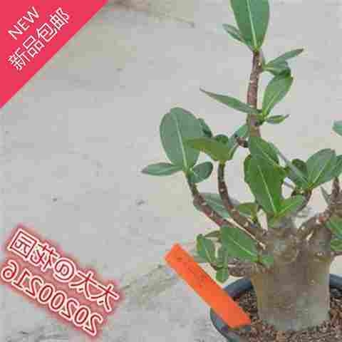 沙漠玫瑰M自选橙色牌子200◆新品◆-222号号仙人球实生