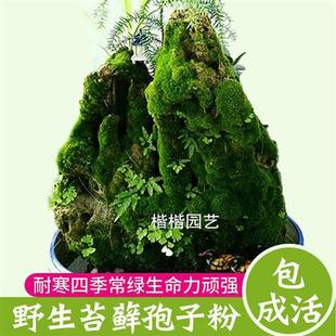 鲜活苔藓微景观生态瓶diy白发藓盆景假山装 饰水陆缸植物材料青苔