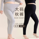 秋裤 高腰加肥加大棉质高弹打底裤 保暖裤 大码 胖200斤薄款 秋冬