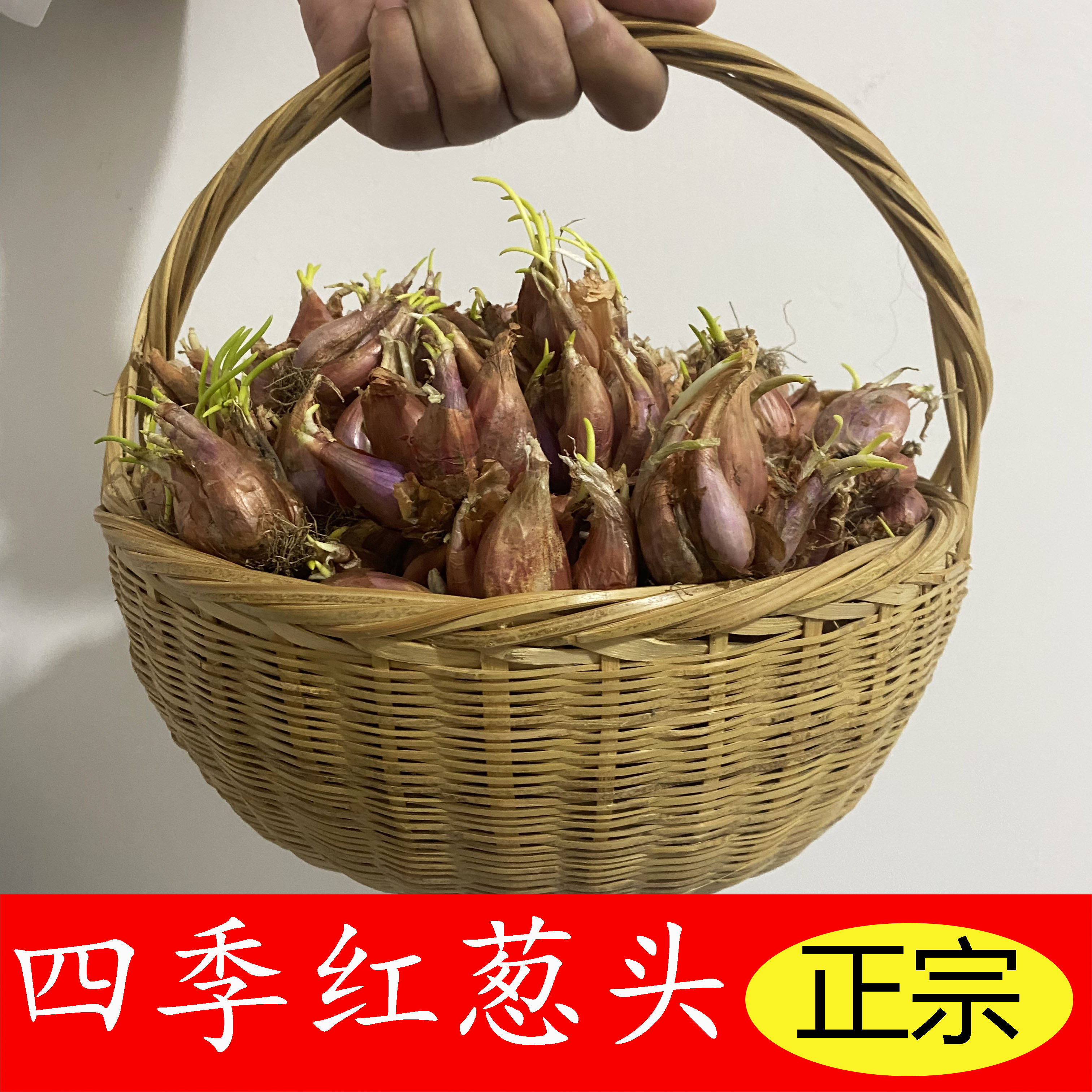 香葱种红葱头种盆栽地栽四季食用