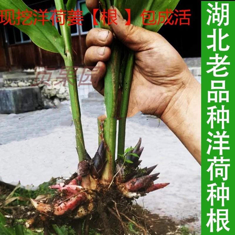 农家现挖洋河姜苗1斤阳河姜种苗铭河洋荷姜种子山姜莲花姜种根苗