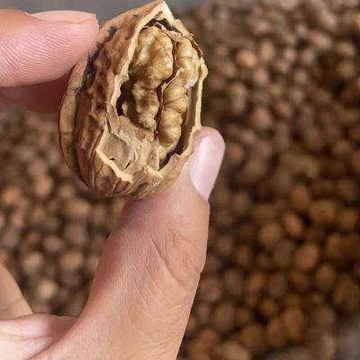 2025高海拔四川大凉山老树丑核桃 个头不大不苦不涩很香