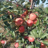 某妃苹果又脆又甜4.5斤12个果以内
