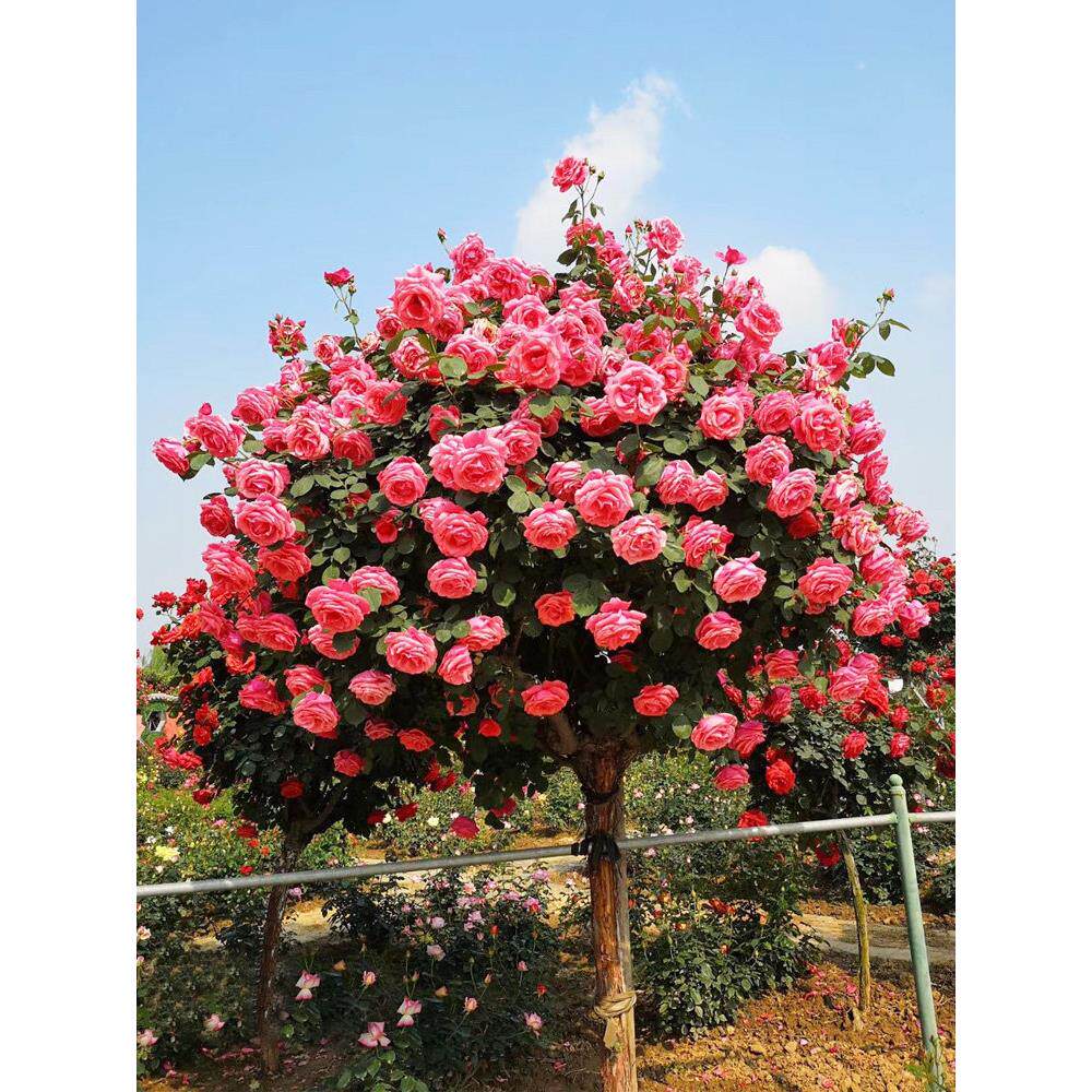 玫瑰花树苗盆栽棒棒糖树状月季花阳台庭院特大花浓香四季花卉植物