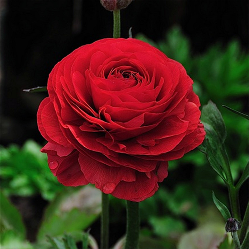 花毛茛种球三颗多年生芹叶牡丹块根室内盆栽花卉绿植风信子郁金香在类目 鲜花速递/花卉仿真/绿植园艺, 花卉/蔬果/草坪种子（新）, 种球中 - 来自Buy2taobao.com提供专业的淘宝代购服务