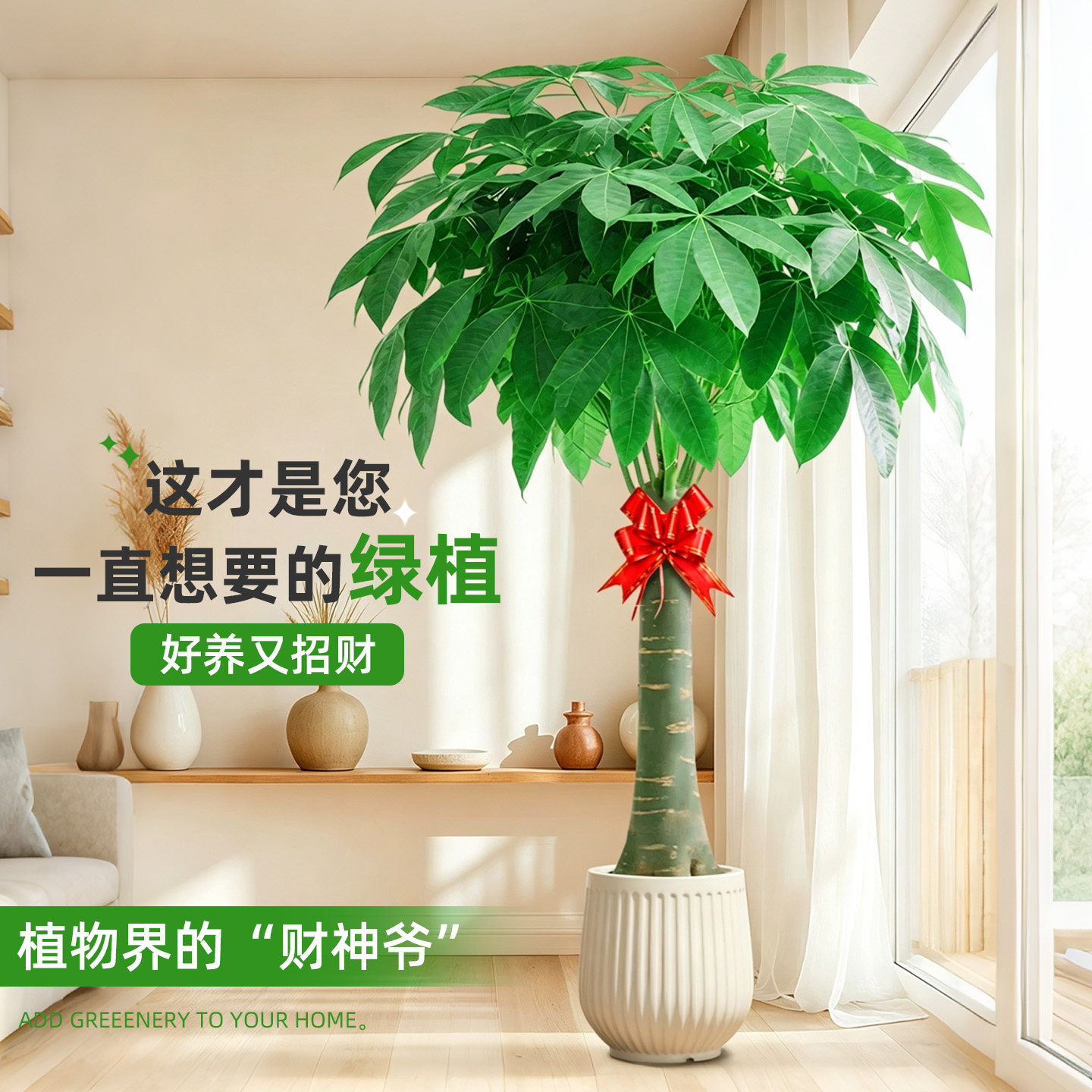 大型发财树落地盆栽乔迁开业好礼