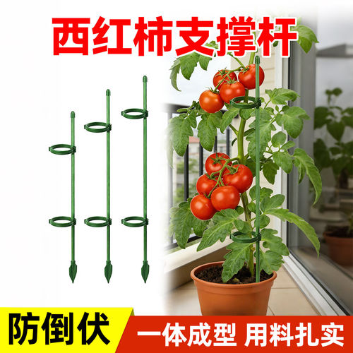 西红柿番茄辣椒固定杆龟背竹植物支撑杆爬藤吊兰园艺防倒伏支撑架