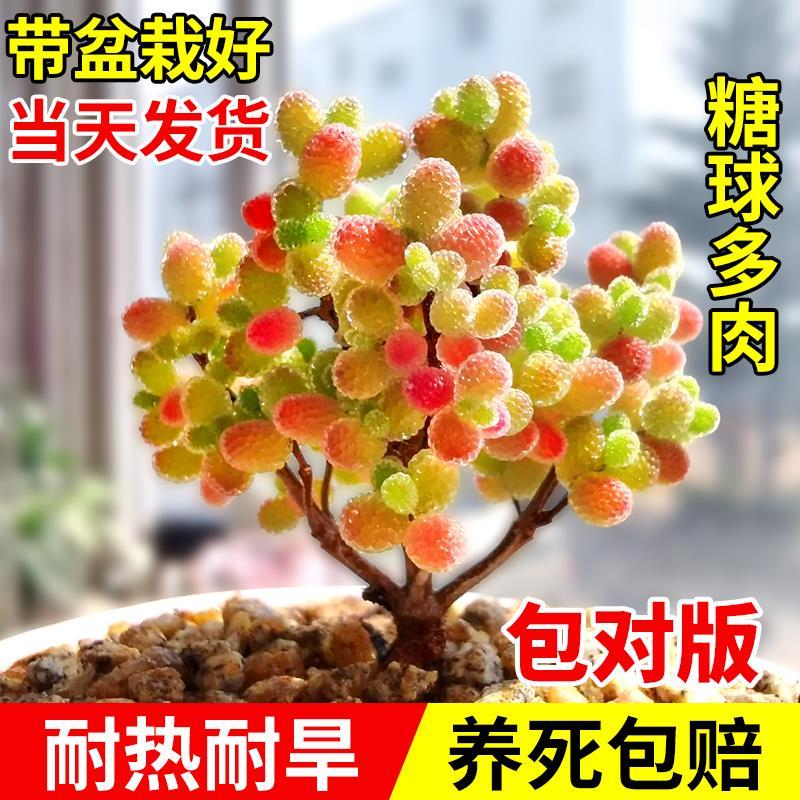 番杏多肉植物糖球枝干花卉高端盆栽稀有品种名贵精品大绿植好养活