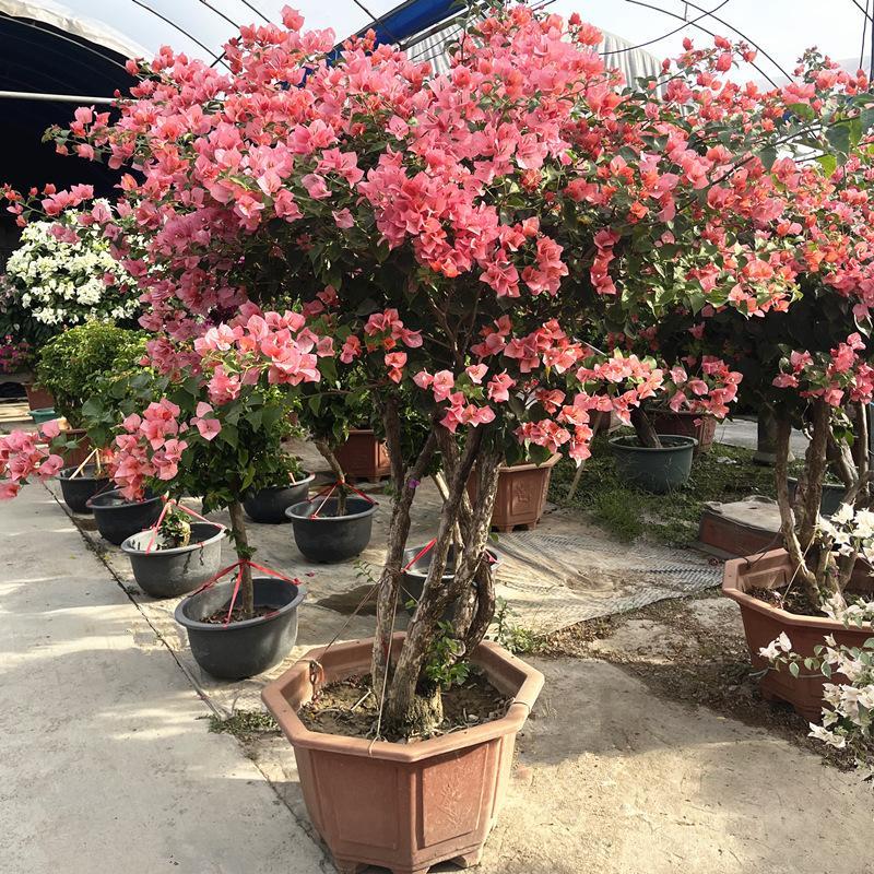 新品三角梅盆栽带花苞发阳台花园别墅庭院耐晒耐晒四季开花大植物