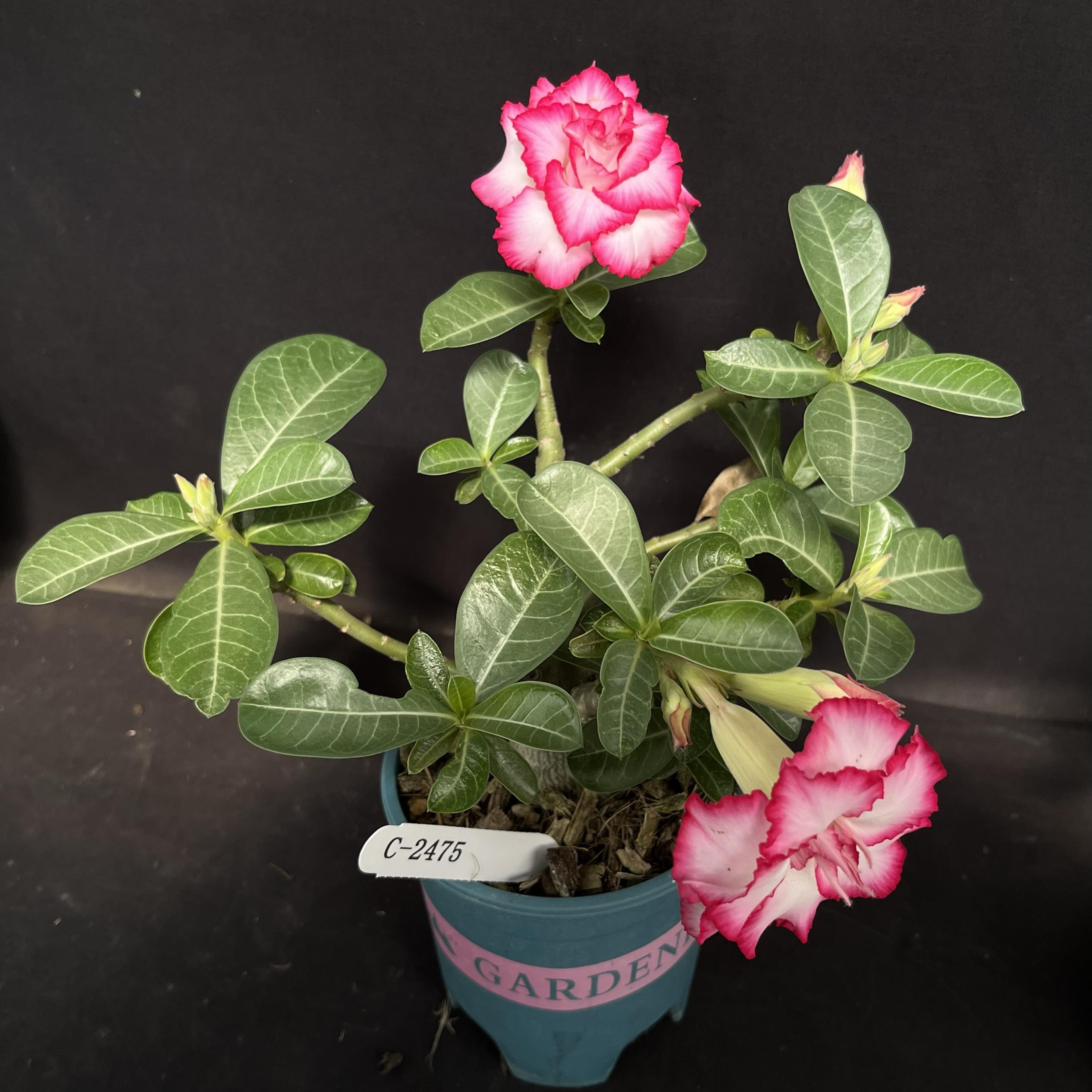 【沙玫女王】沙漠玫瑰 特价 美花 10cm花盆 重瓣单瓣 块根 常规