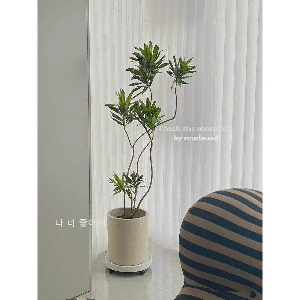 百合竹盆栽 大型绿植网红植物 北欧风造型室内客厅办公室净化空气