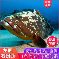 龙胆石斑鱼珍珠斑鱼 新鲜生猛大石斑鱼 冷冻海鲜水产龙泵深海捕鱼
