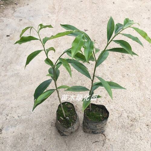 黄花梨盆景价格 黄花梨盆景图片 星期三