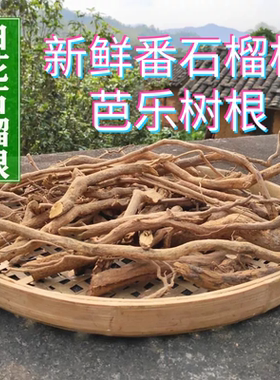 福建青草现挖年老番石榴根红心番石榴树根芭乐树根天然番石榴根