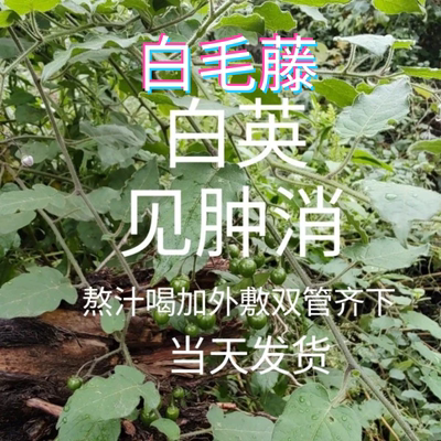 见肿消白英湿气中草药白毛藤