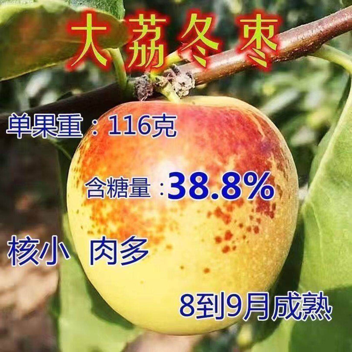 嫁接大荔冬枣树苗南北方种地栽盆栽超甜特大果树苗当年结果枣子苗