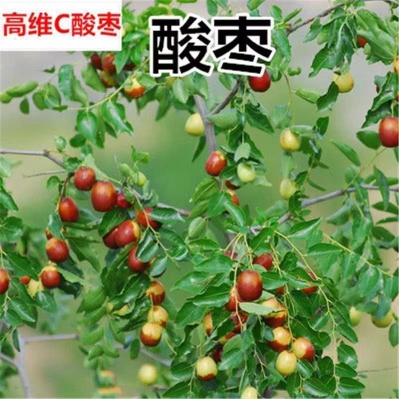 酸枣苗 酸枣树苗 野酸枣苗 北酸枣树苗 野酸枣树苗 酸枣活苗