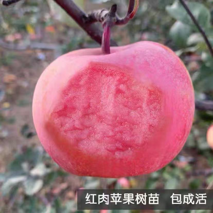 新品种嫁接明月苹果树苗晚熟脆甜耐寒青皮苹果苗北方南方种植果树