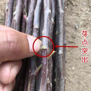 新品种桃树接穗黄桃枝条油桃蟠桃血桃树接穗嫁接使用新鲜枝条接穗