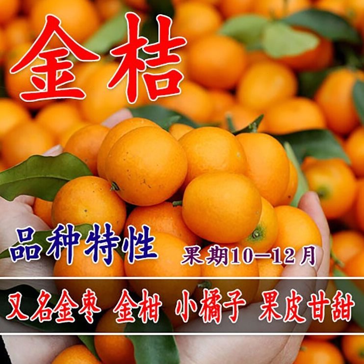 橘子树苖 金桔苖 滑皮金桔树苖 融安金桔树苖 金枣 金柑 小桔子苖