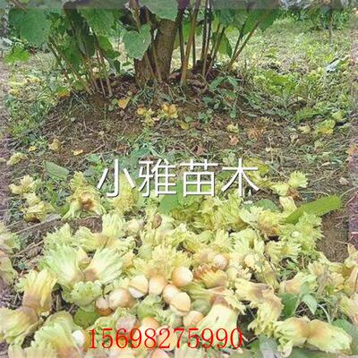 正宗大榛子树苗薄皮平欧大果东北榛子坚果树苗耐寒南北方种植当年