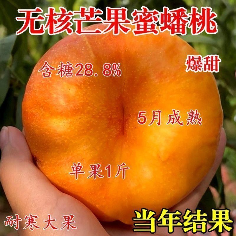 无核芒果蜜蟠桃树苗 嫁接黄桃树苖当年结果南方北方种植桃树果苗