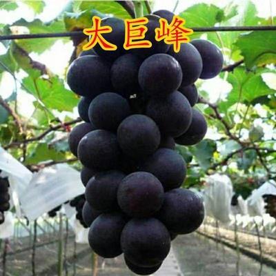 大巨峰葡萄苗果树苗特大爬藤南北方种植盆地栽耐寒葡萄苖当年结果