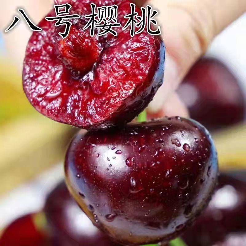 车厘子树苗 俄罗斯八号大樱桃树苗脱毒矮化俄8樱桃地栽苗当年结果
