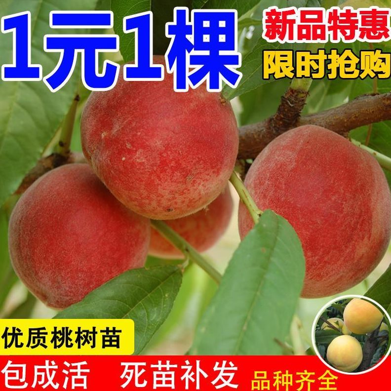 桃树果苗嫁接黄桃树苖早熟大冬桃南方北方种植毛桃实生水蜜桃苗