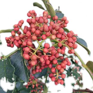 花椒树苗高产大红袍狮子头盆栽麻椒篱笆墙南北方种植试种当年结果