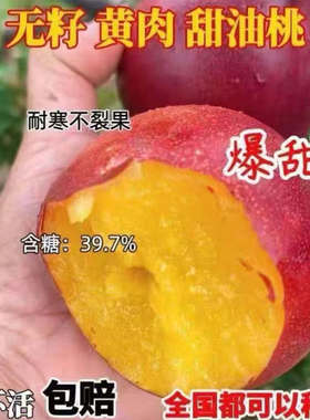 新品种蜜硕油桃嫁接果树苗特大桃子树苗早熟油桃树苗当年结果果树