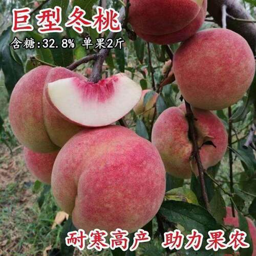 巨型冬桃树苗嫁接桃子苗