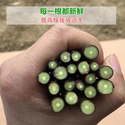 嫁接接穗果树苗无花果李子苹果山楂柿子樱桃树石榴苗接穗扦插枝条