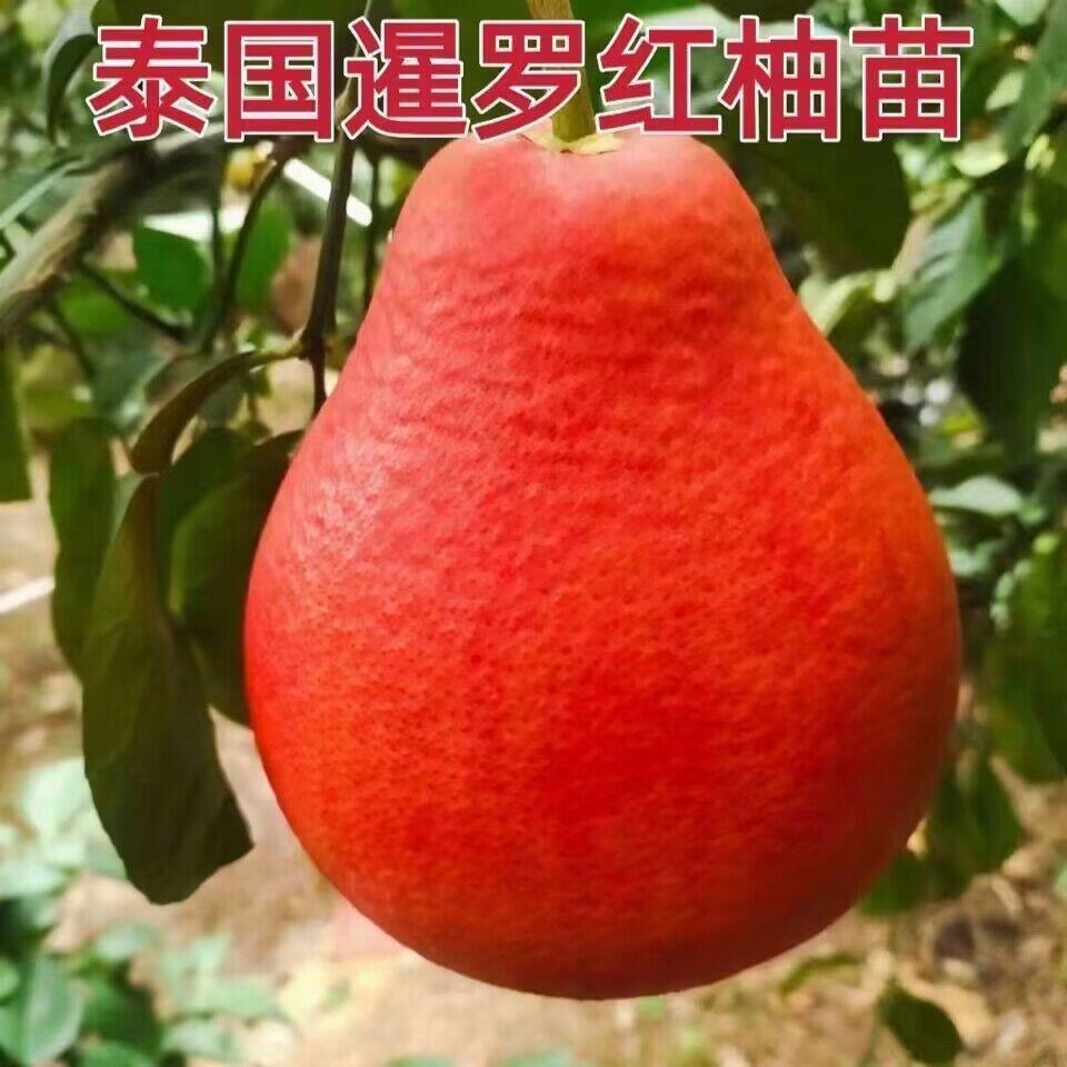 嫁接红肉纯甜无酸红柚苗带土带叶全国可种新款红皮柚子树苗