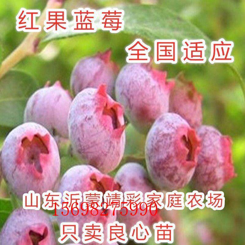 红果蓝莓苗全国适应盆栽地栽特大蓝莓果树苗南方北方种植蓝莓树苗